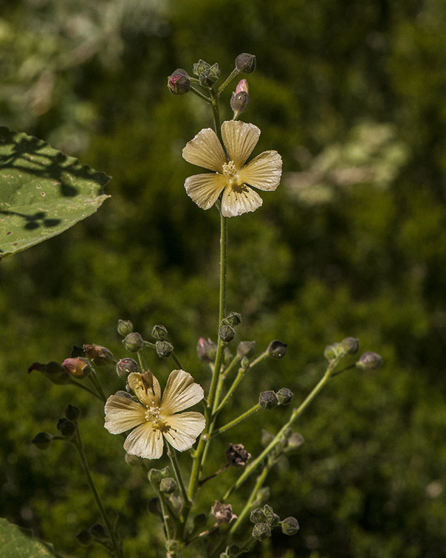 Indian Anoda Stem