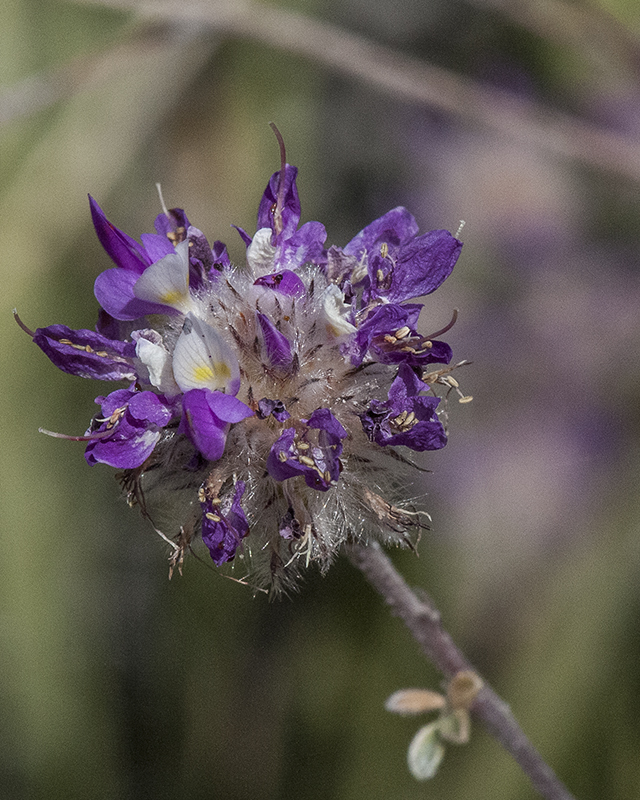 Indigo Bush