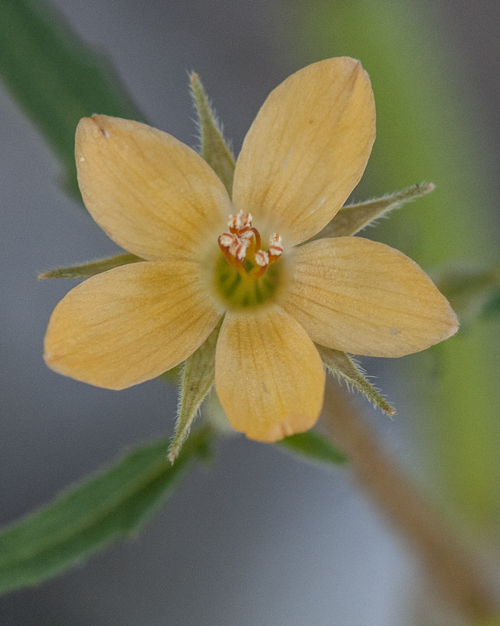 Isolated Blazingstar Flower