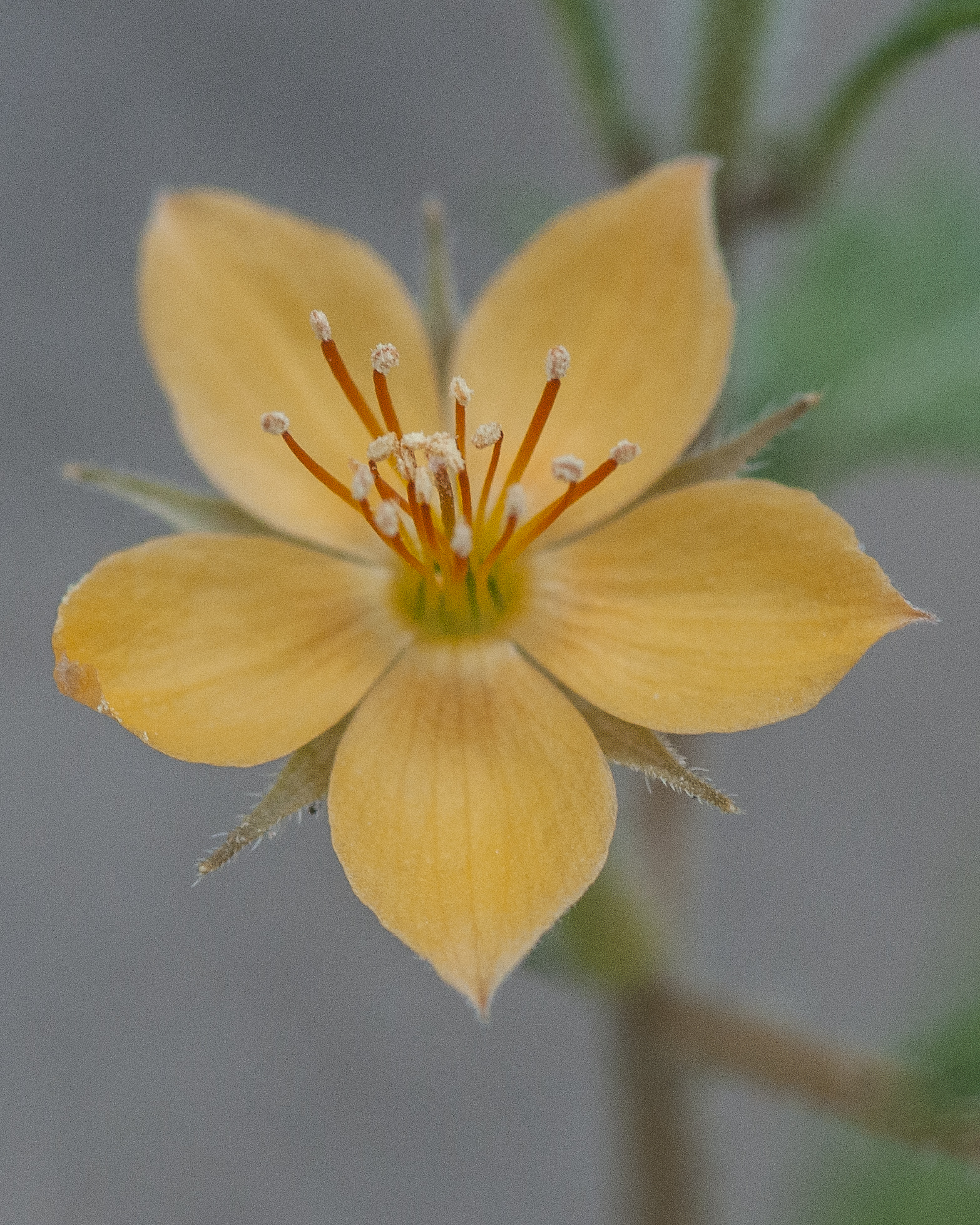 Isolated Blazingstar Flower