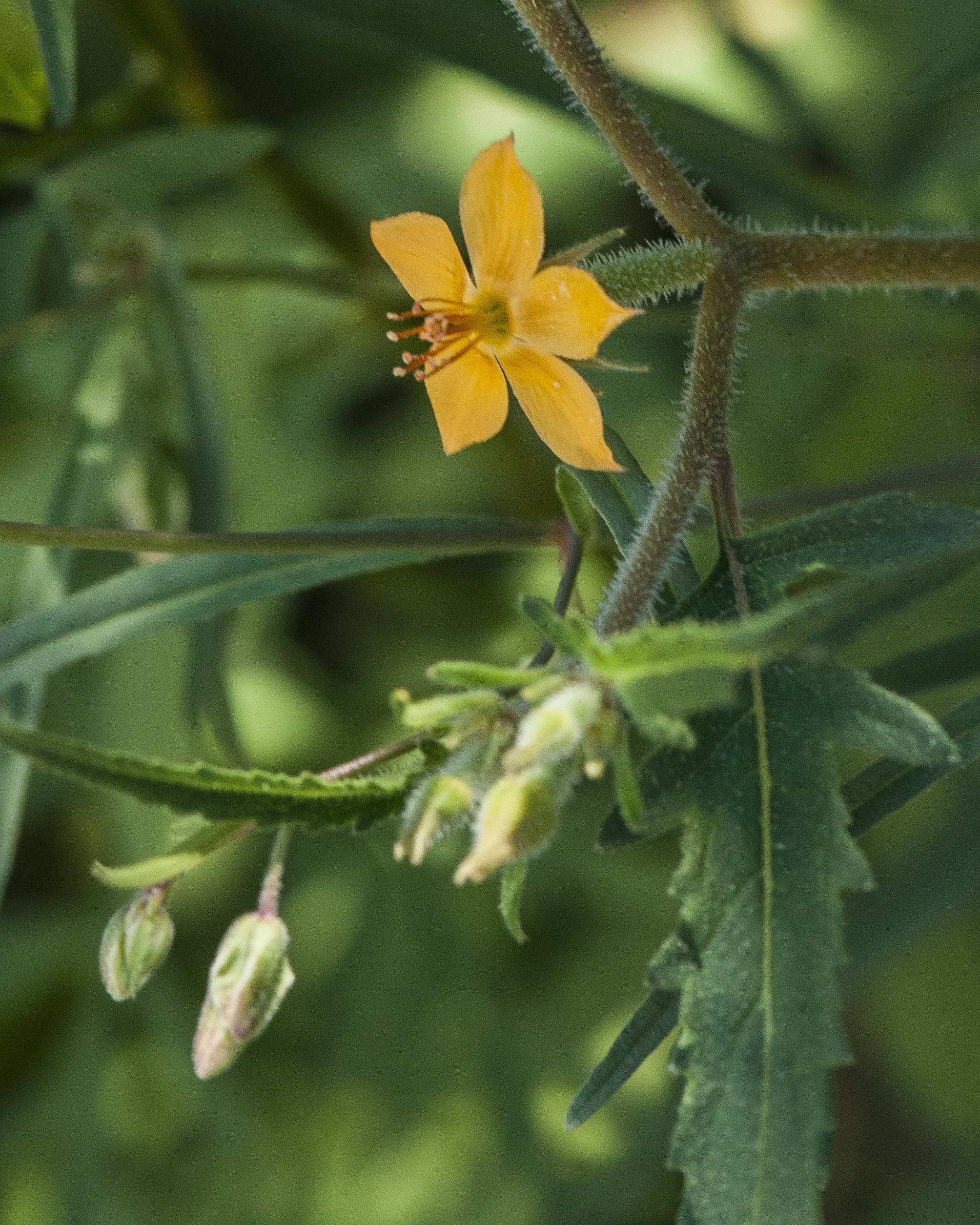 Isolated Blazingstar Flower