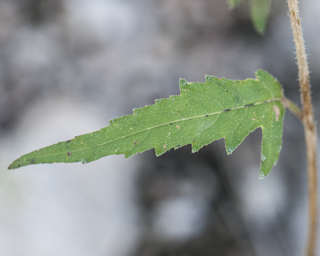 Isolated Blazingstar Leaves