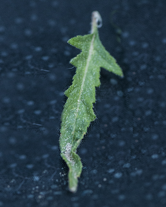 Isolated Blazingstar Leaves