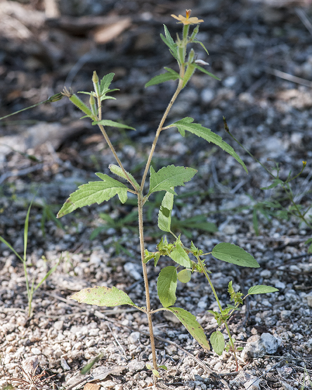 Isolated Blazingstar Plant