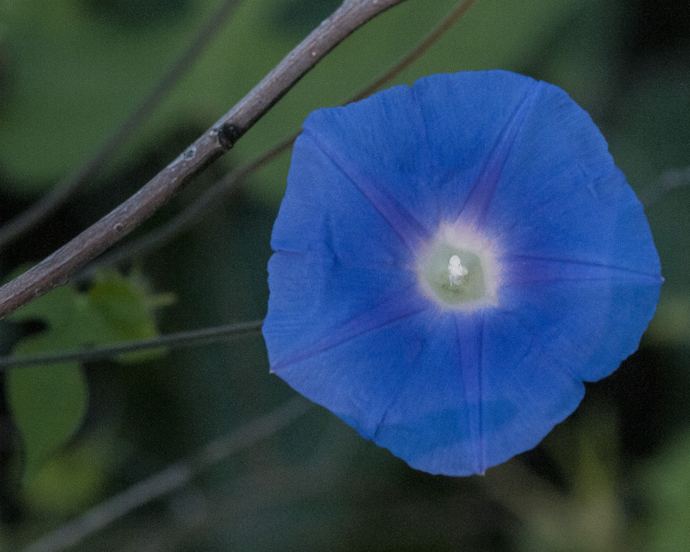 Ivyleaf Morning-glory Flower