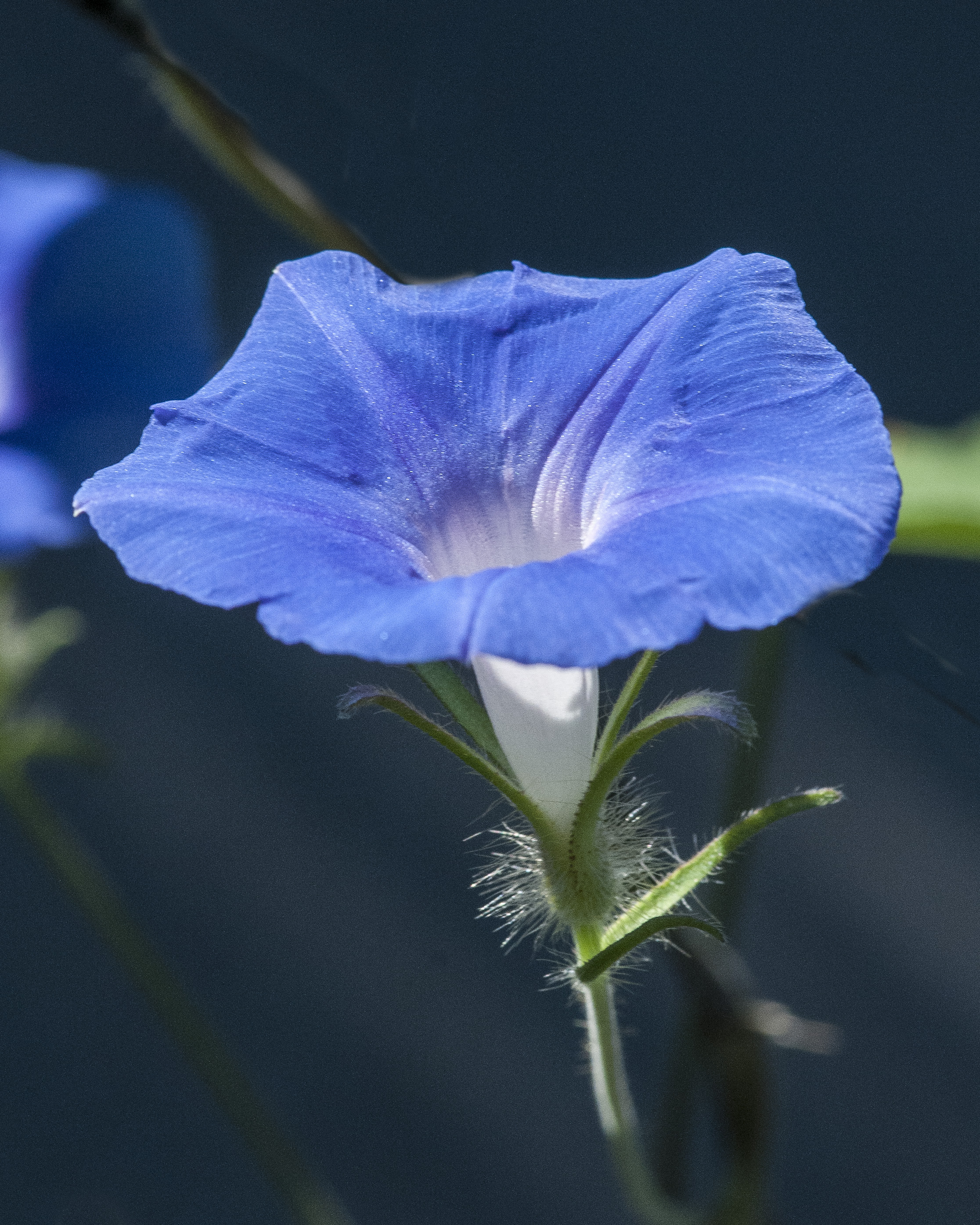 Ivyleaf Morning-glory Flower