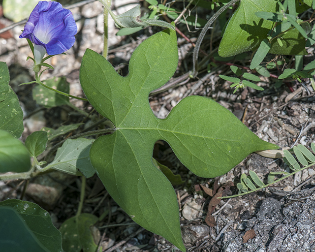 Ivyleaf Morning-glory Leaves