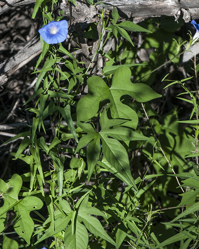 Ivyleaf Morning-glory Plant