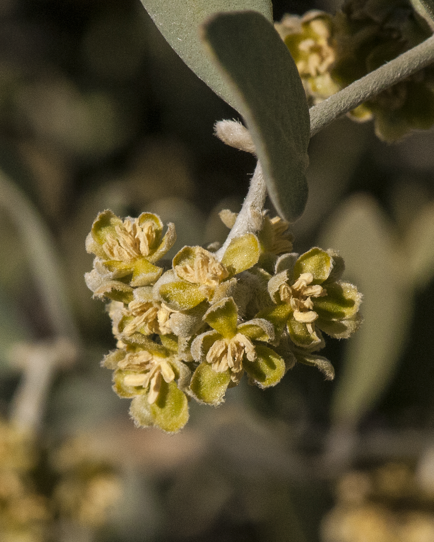 Jojoba Flower