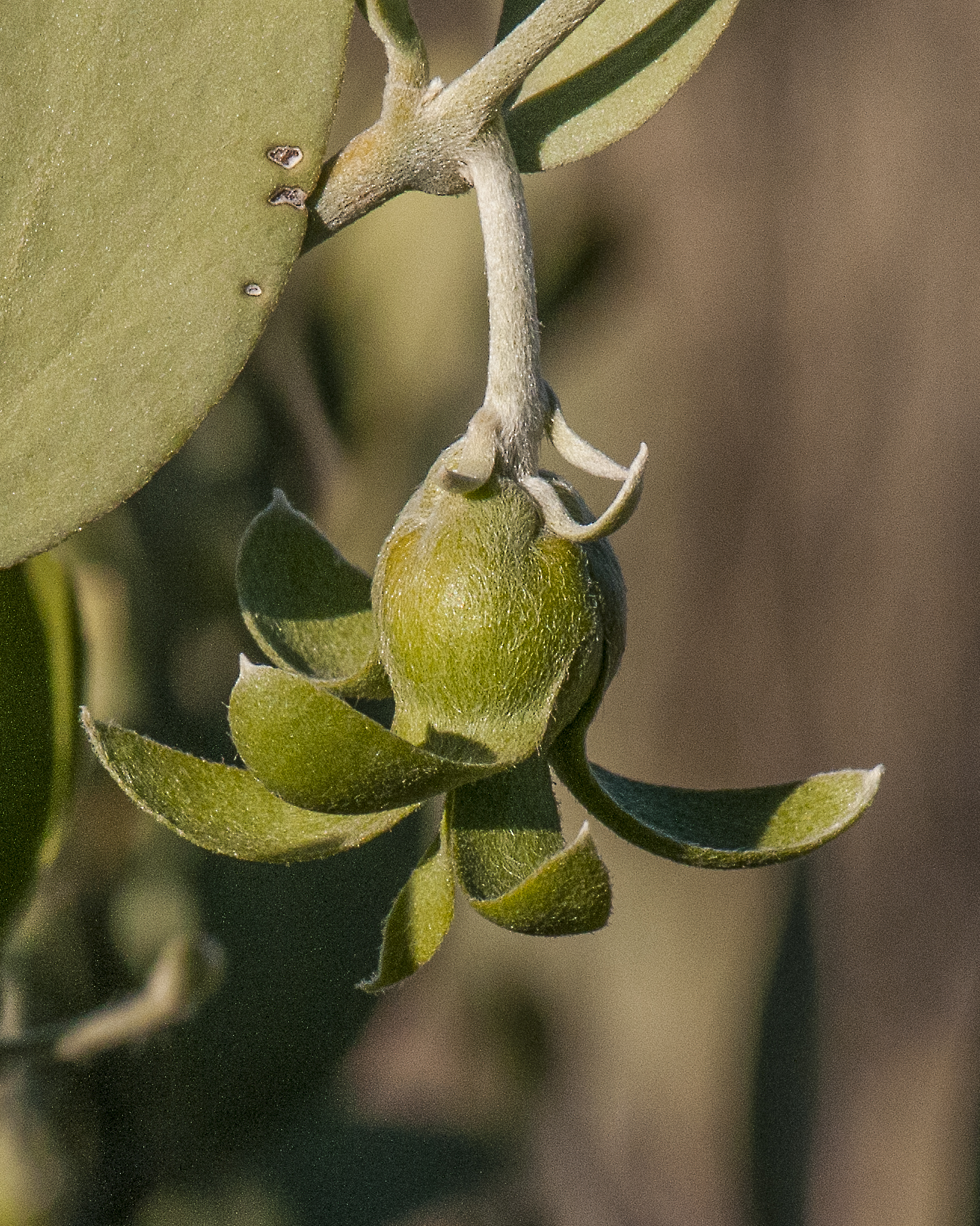 Jojoba Fruit