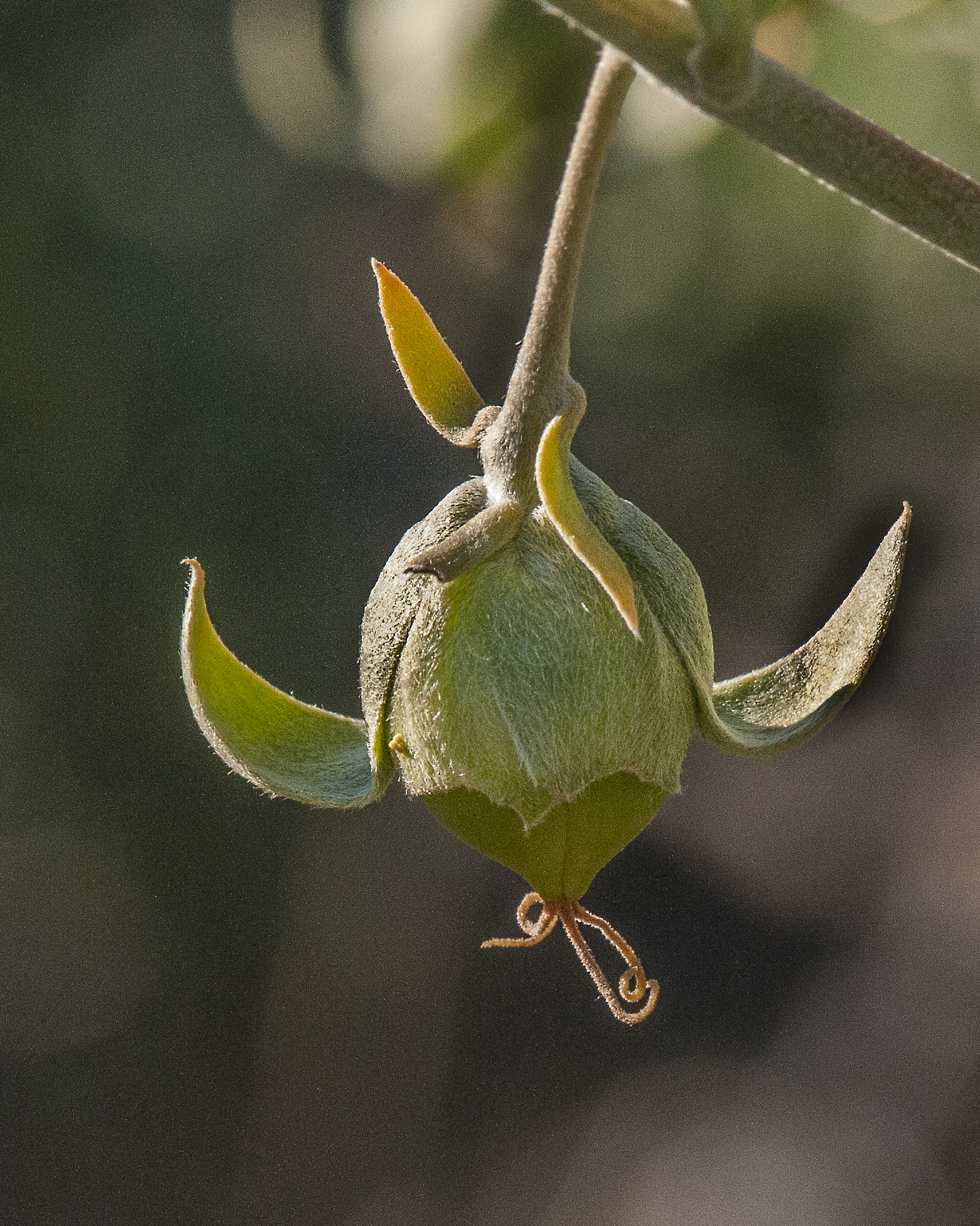 Jojoba Fruit
