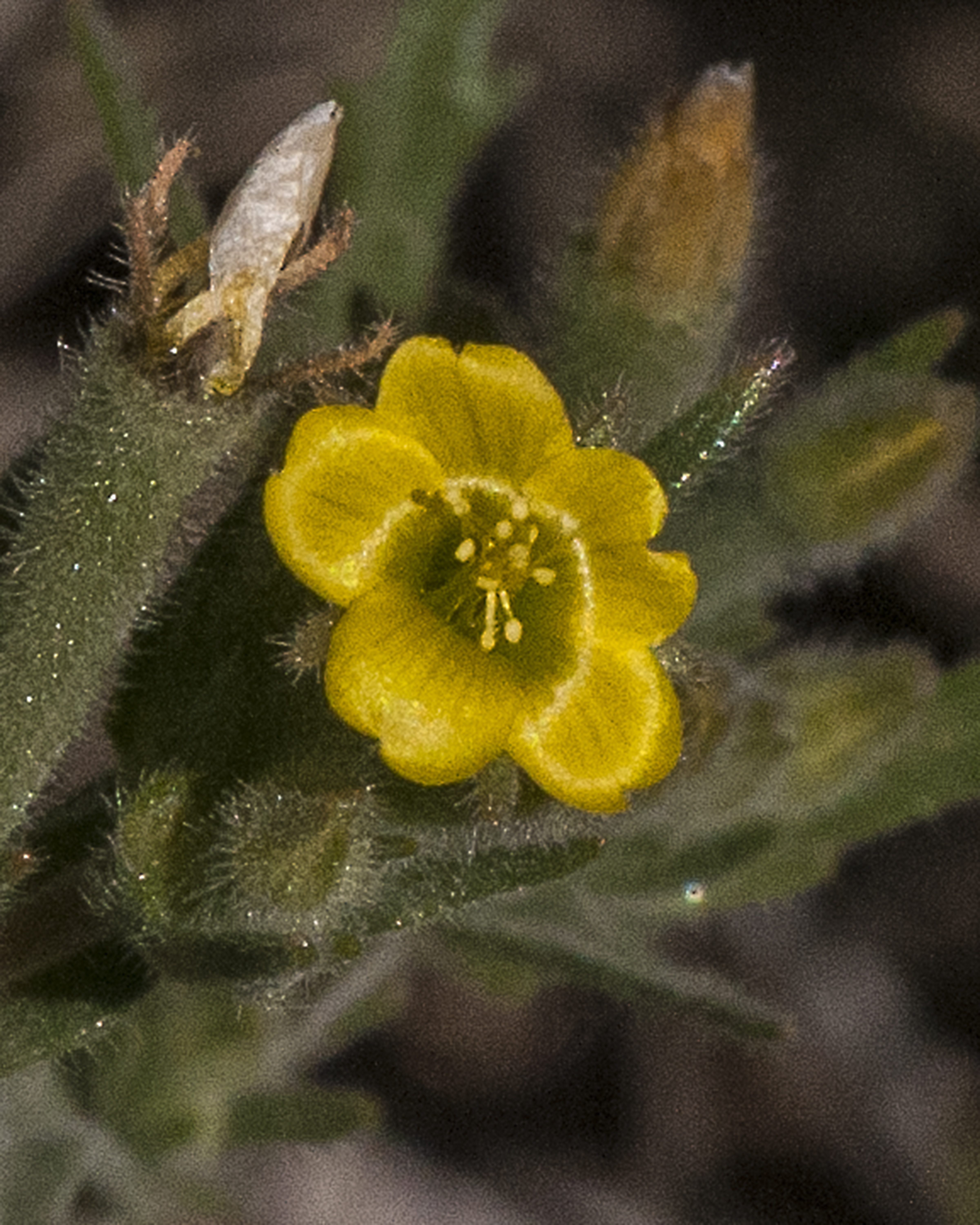 Jones' Blazingstar Flower
