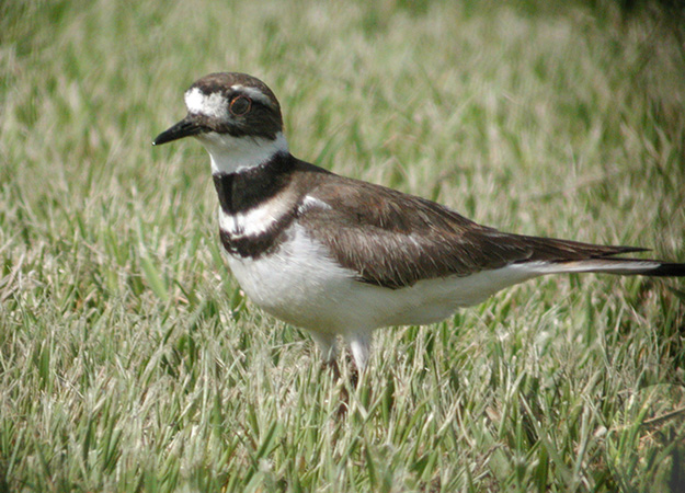 Kildeer