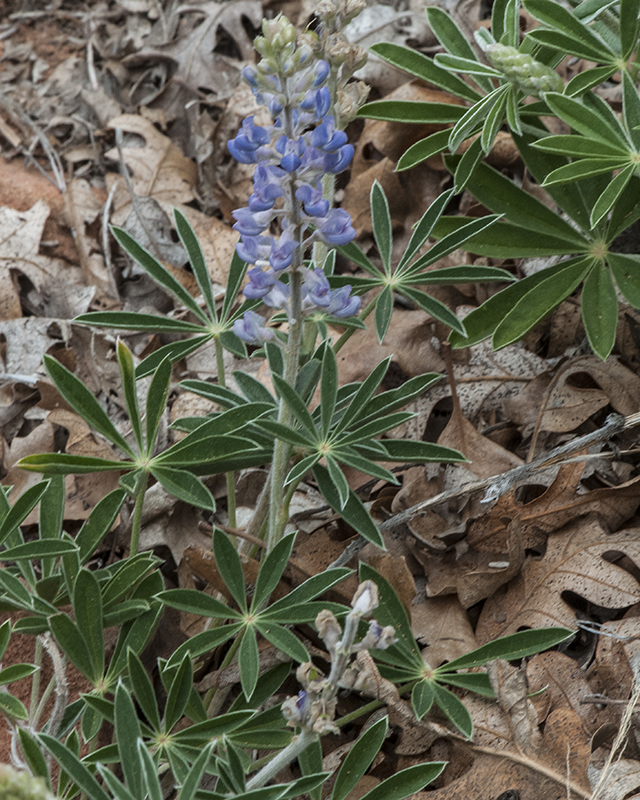 King's Lupine Plant