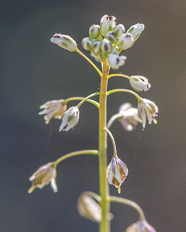 Lacepod Flower