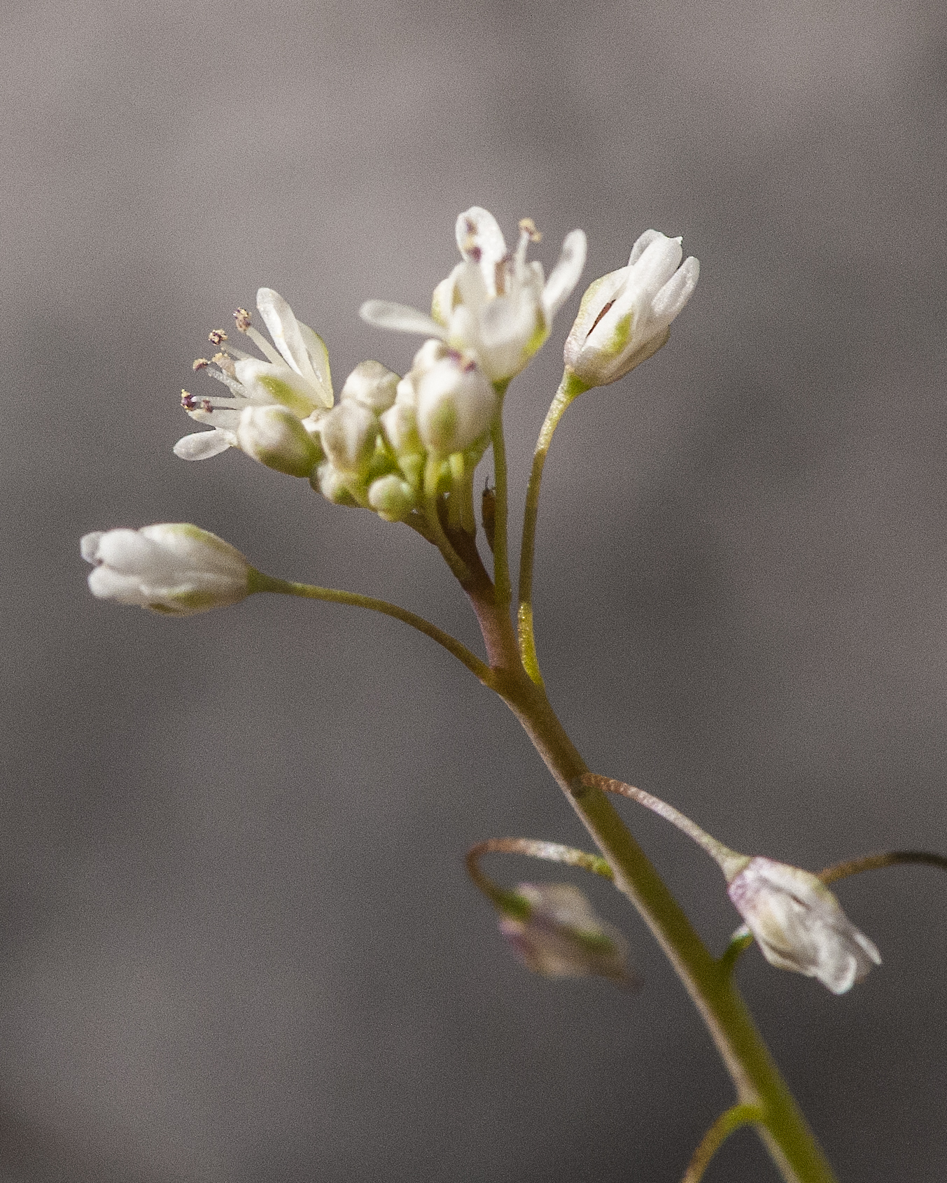 Lacepod Flower