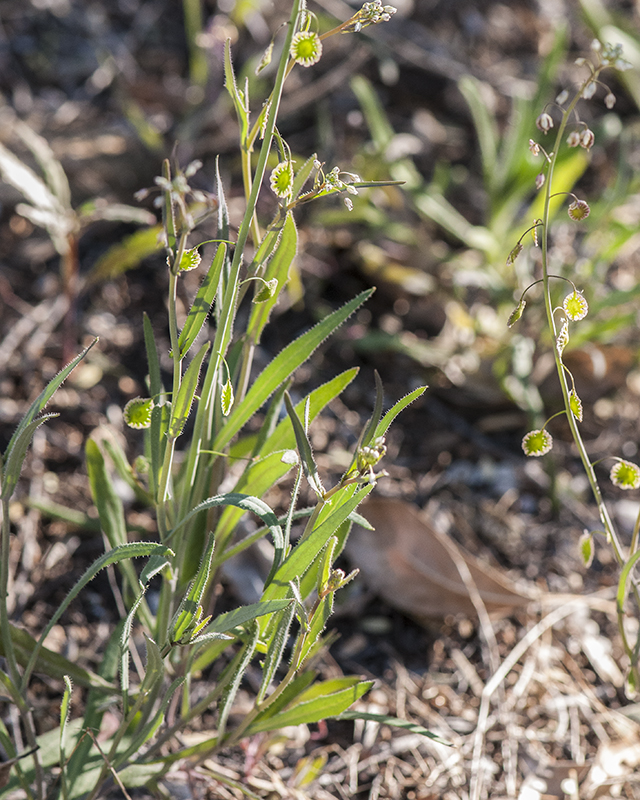 Lacepod Leaves