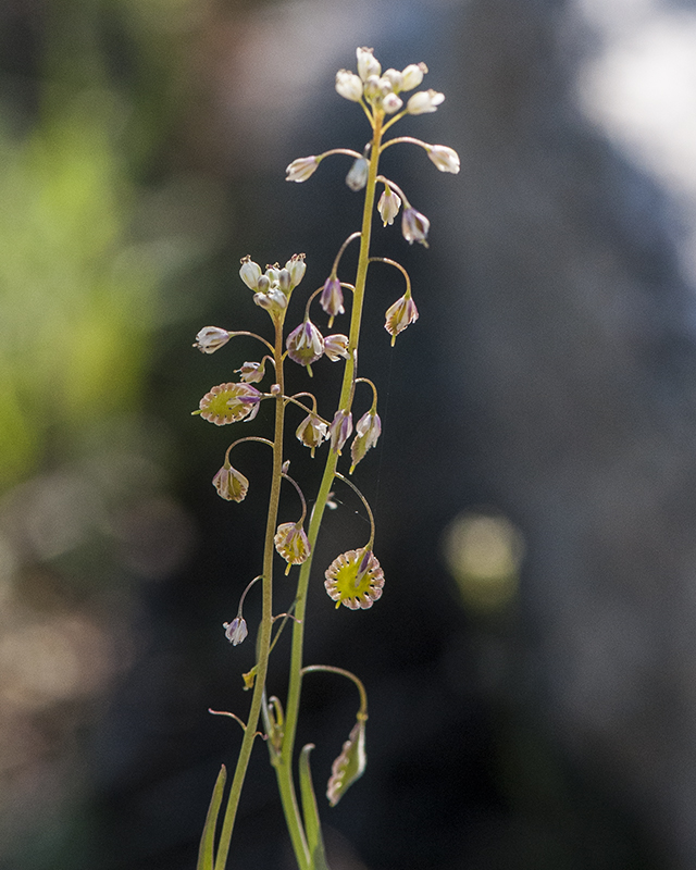 Lacepod Leaves