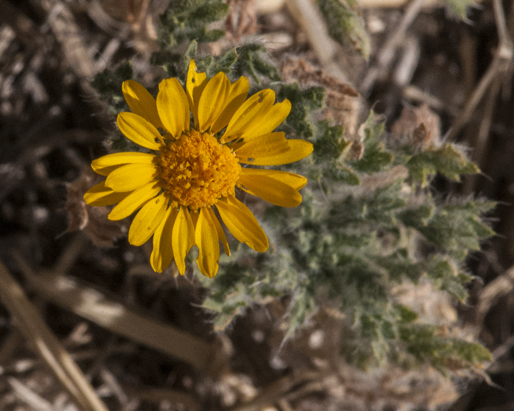 Lacy Tansy-Aster Flower