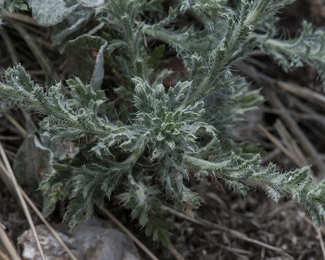 Lacy Tansy-Aster Leaves