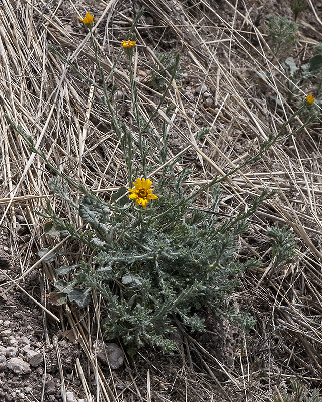 Lacy Tansy-Aster Plant