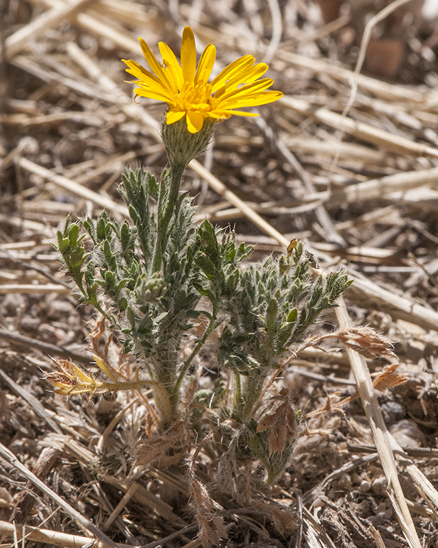 Lacy Tansy-Aster Plant