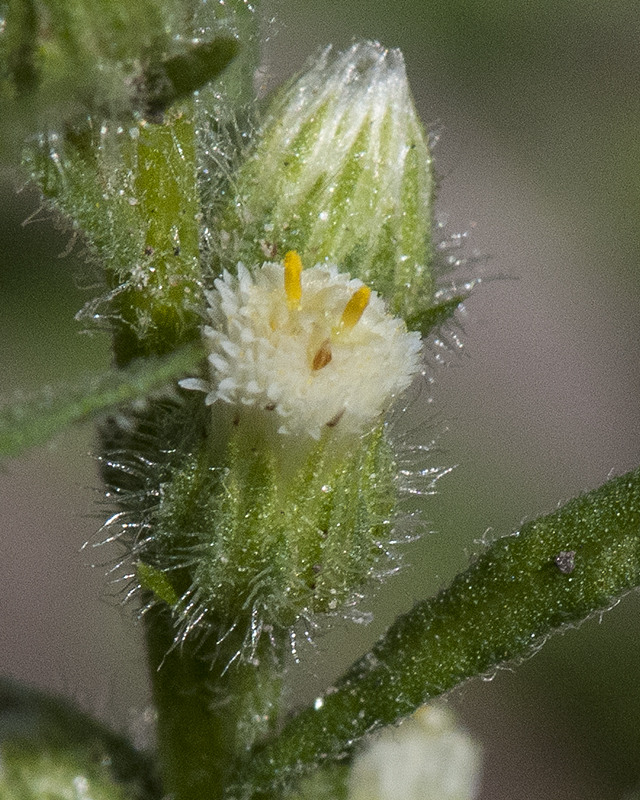 Laennecia Flower