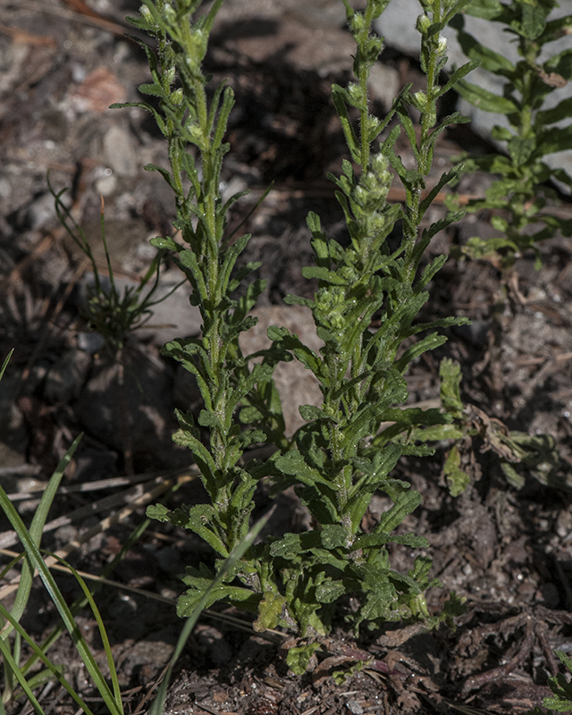 Laennecia Plant