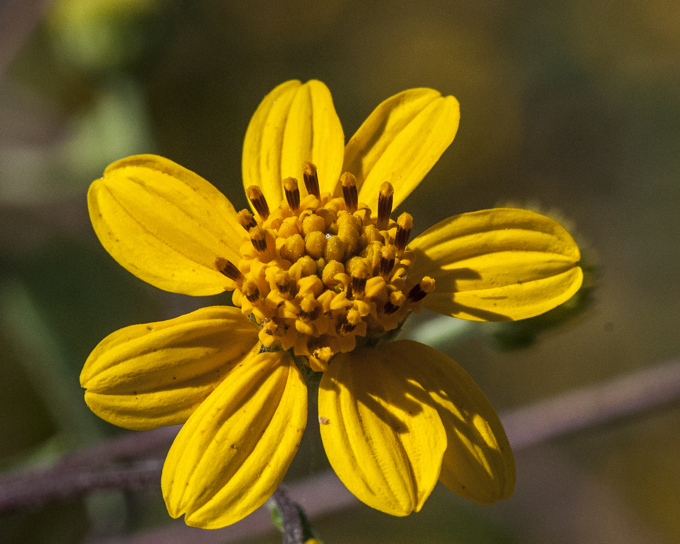 Lanceleaf Goldeneye Flower