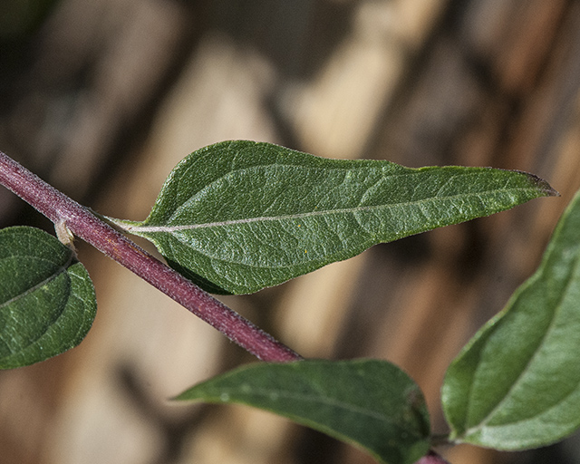 Lanceleaf Goldeneye Leaves