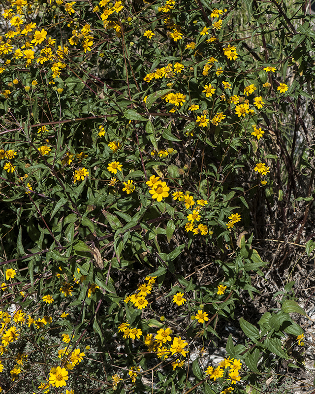 Lanceleaf Goldeneye Plant