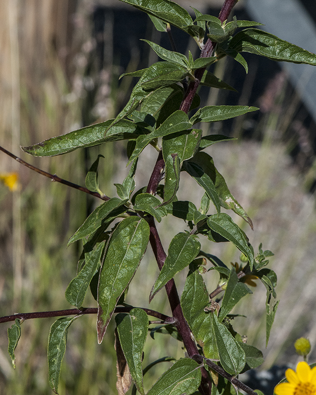 Lanceleaf Goldeneye Stem