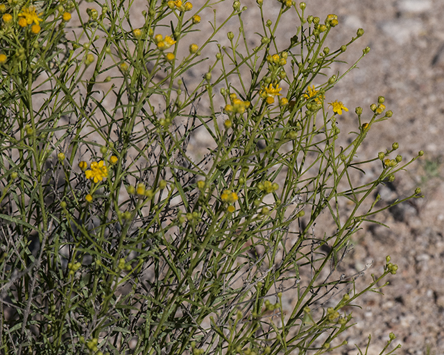 Late Snakeweed Plant