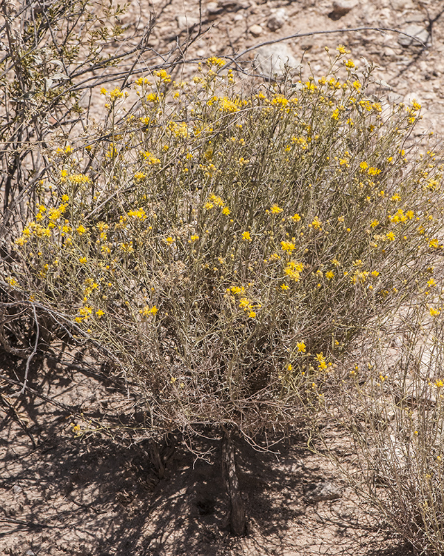 Late Snakeweed Plant
