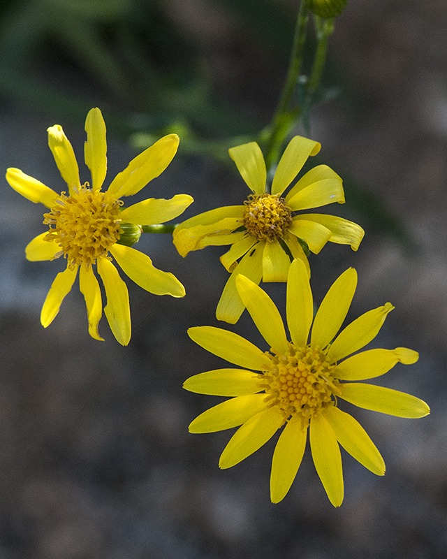 Lemmon Groundsel Flower