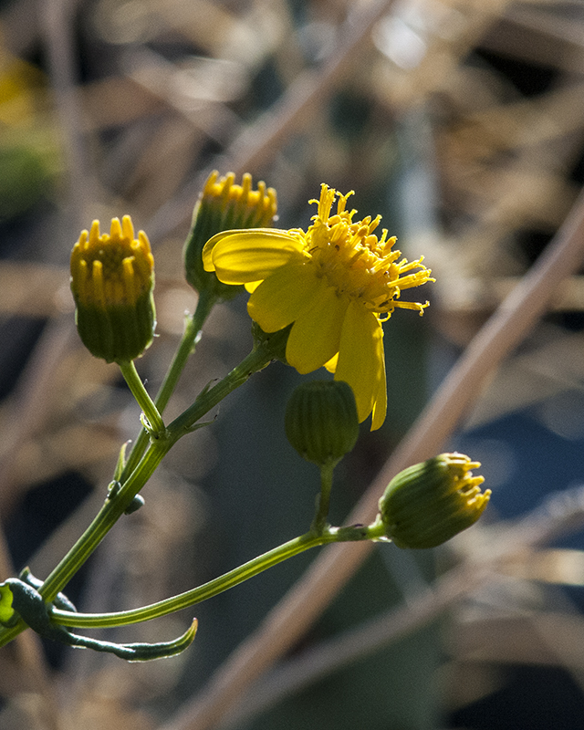 Lemmon Groundsel Flower