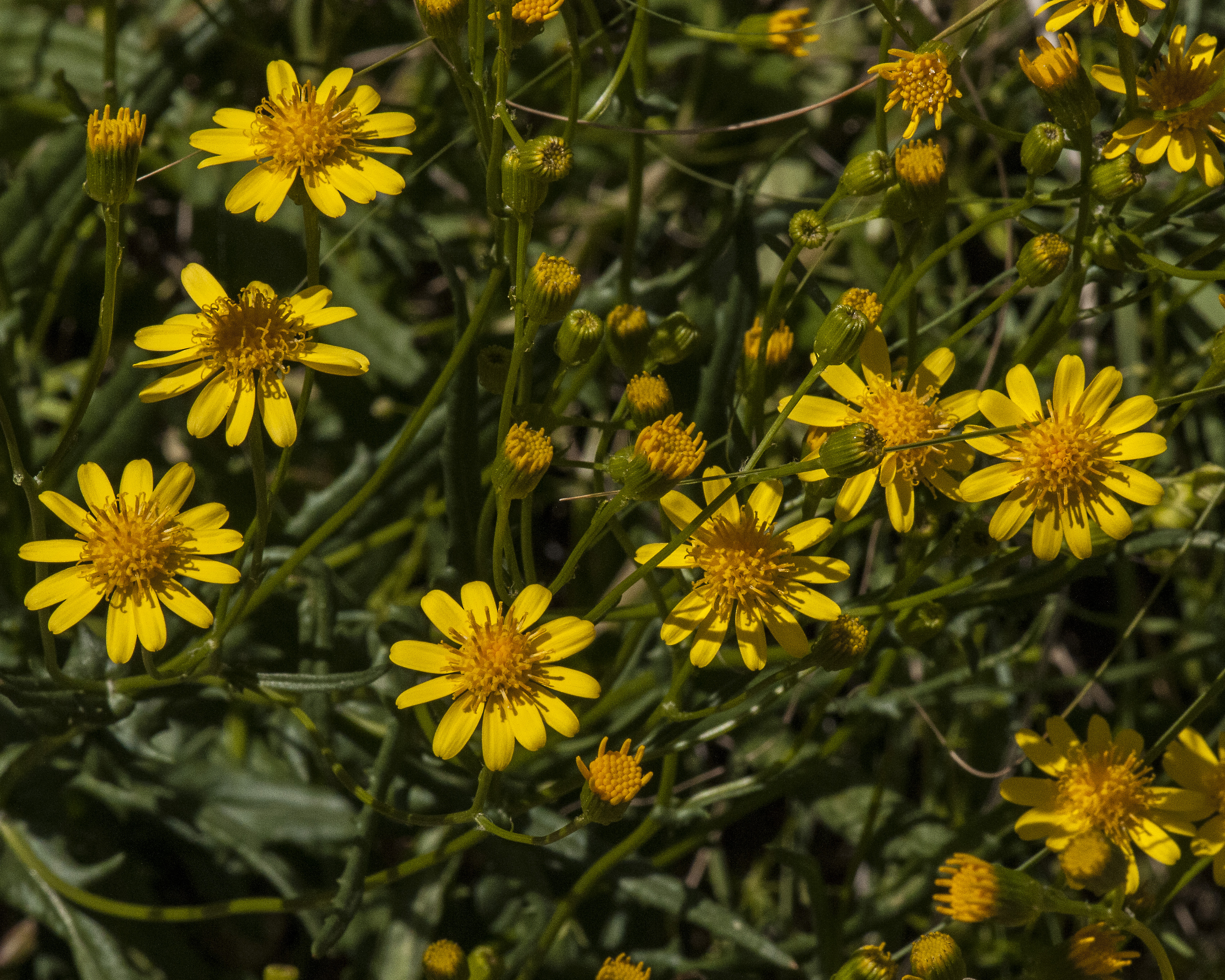Lemmon Groundsel Flower