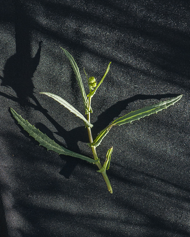Lemmon Groundsel Leaves