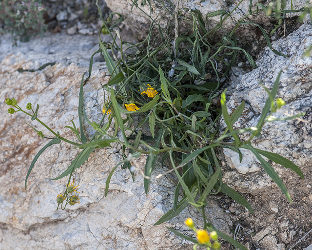 Lemmon Groundsel Plant