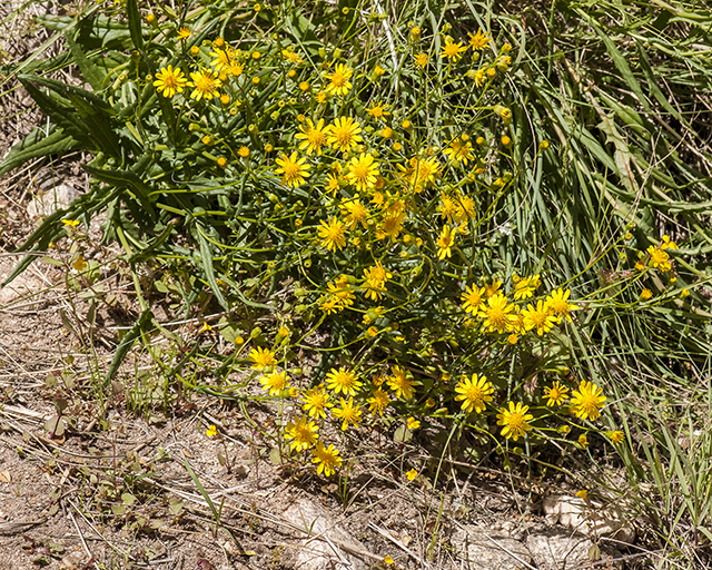Lemmon Groundsel Plant