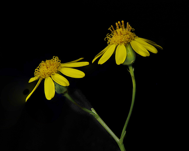 Lemmon Groundsel Flower