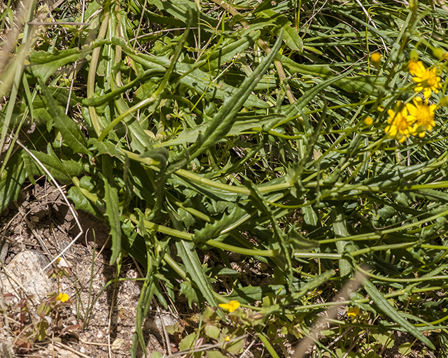 Lemmon Groundsel Flower
