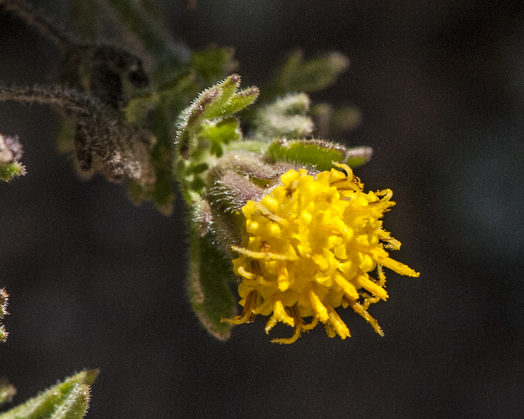 Lemmon's Rockdaisy Flower