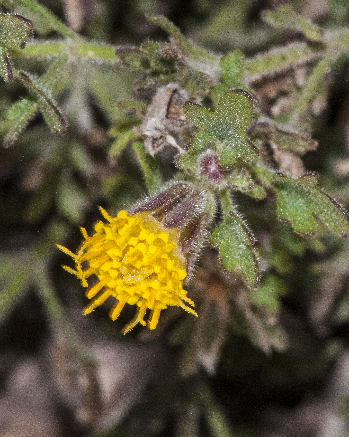 Lemmon's Rockdaisy Flower