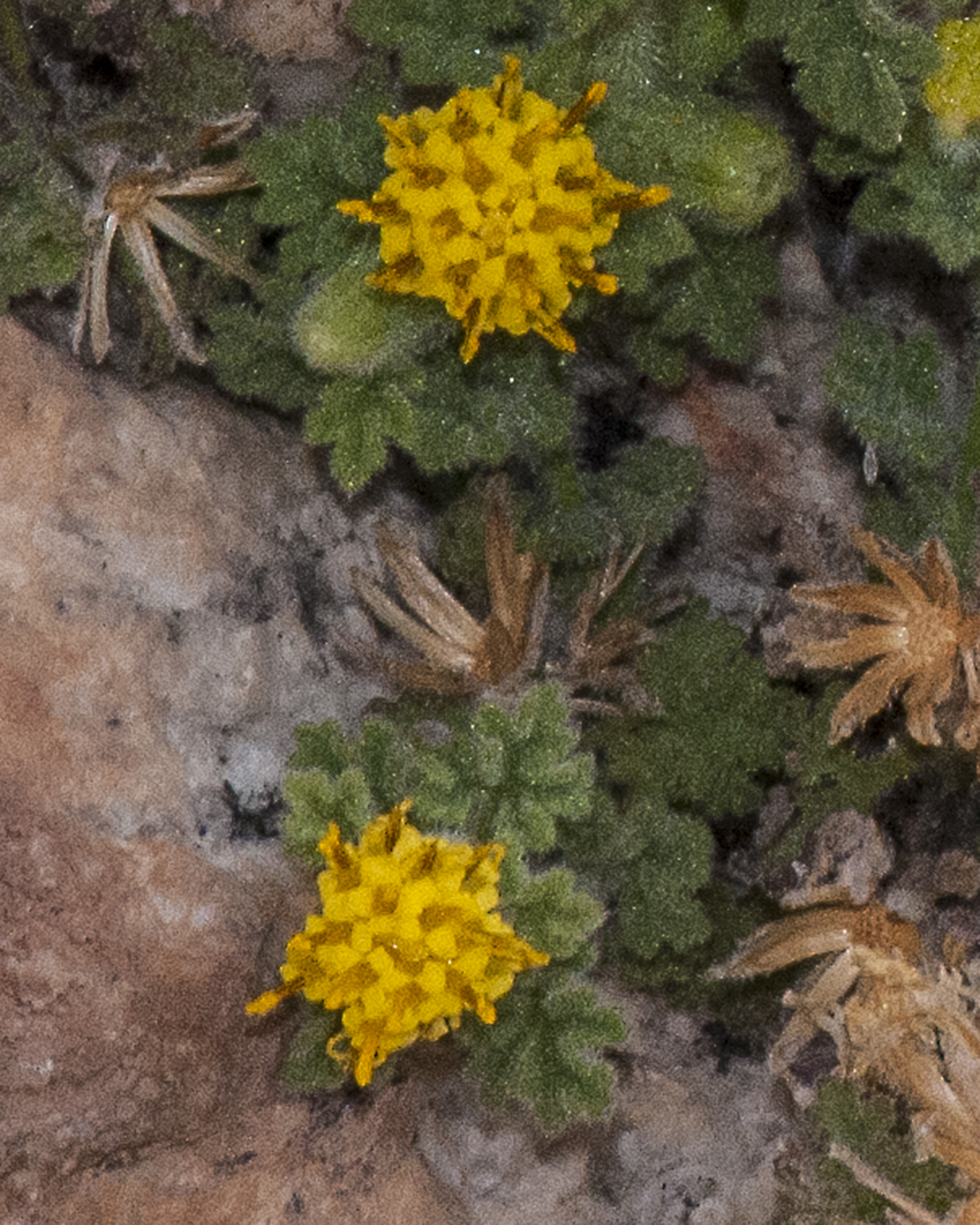 Lemmon's Rockdaisy Flower