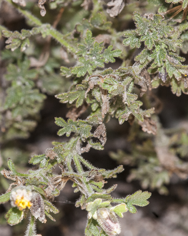 Lemmon's Rockdaisy Leaves