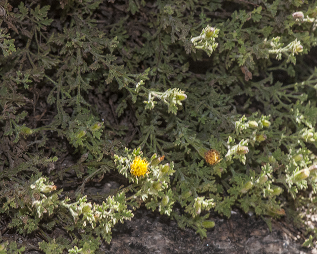 Lemmon's Rockdaisy Plant