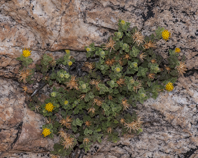Lemmon's Rockdaisy Flower