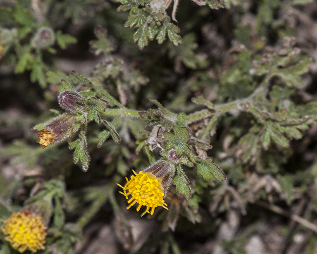 Lemmon's Rockdaisy Stem