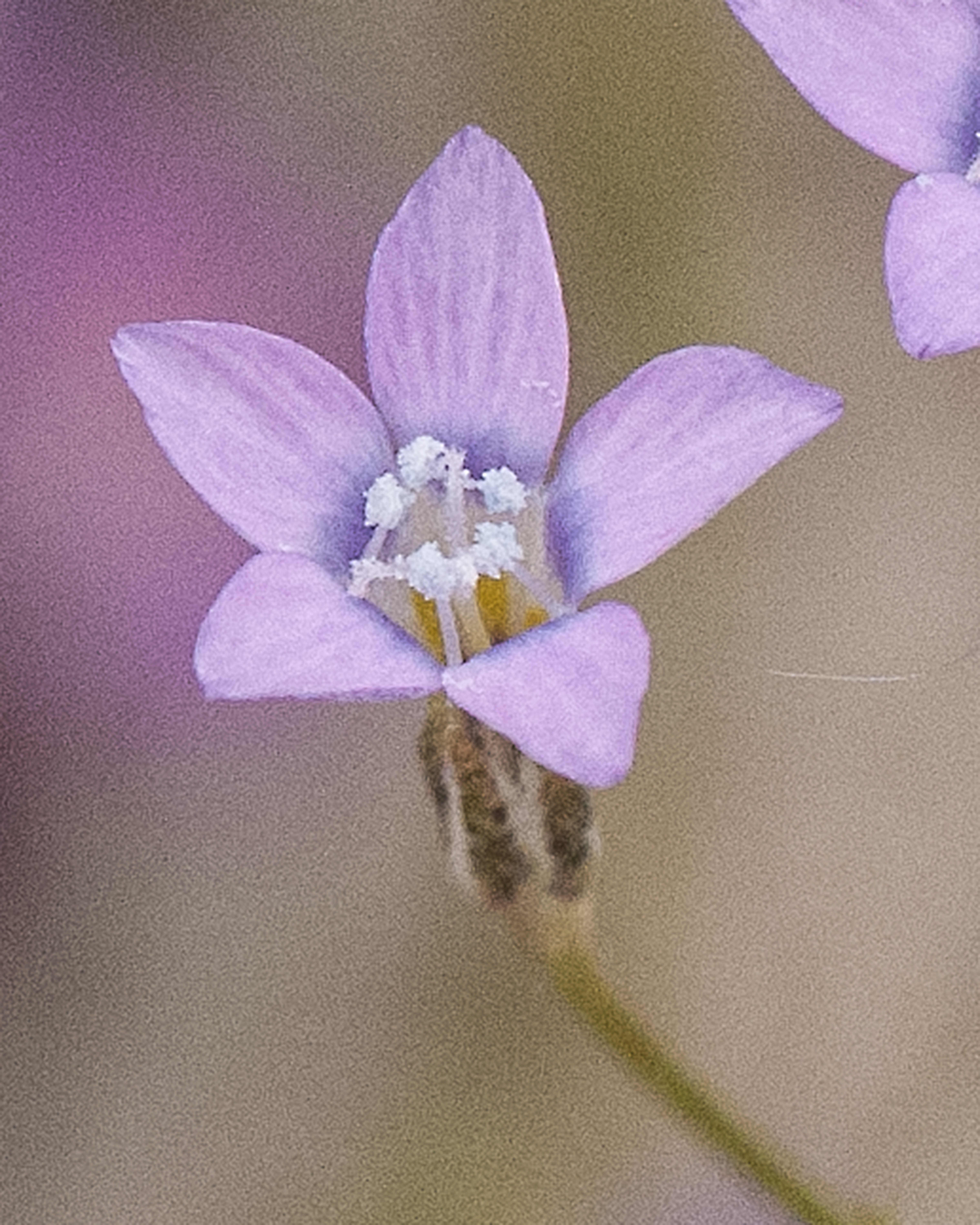 Lesser Yellowthroat Gilia Flower